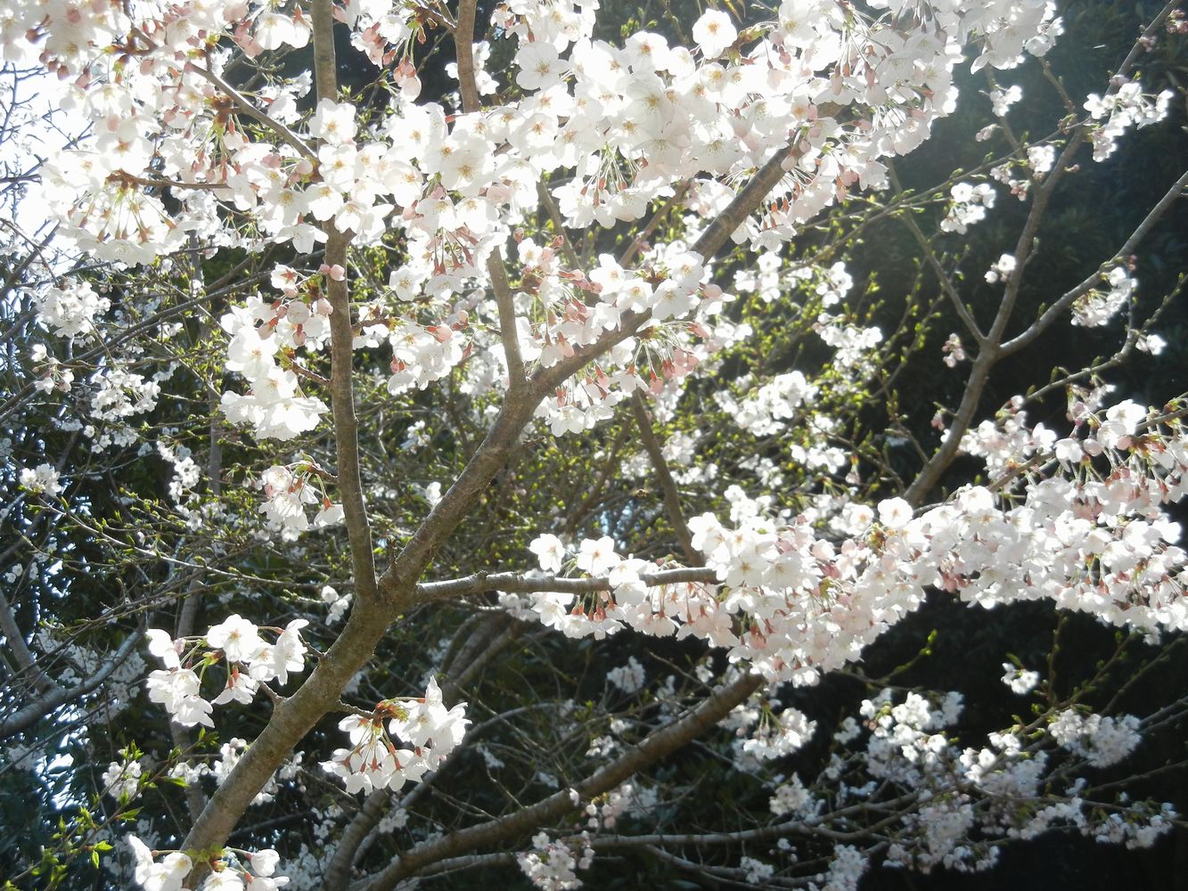 ’15,3,30(月)やっと桜が咲いたよ~!_f0060461_1146740.jpg