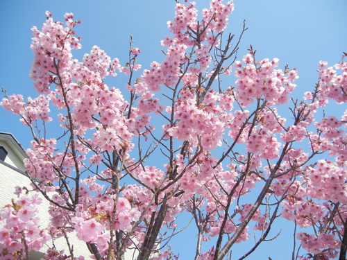 ’15,3,30(月)やっと桜が咲いたよ~!_f0060461_11473111.jpg