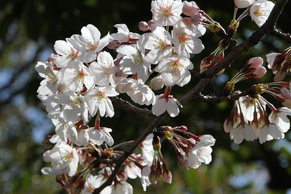 桜の季節になりました_b0170264_09252101.jpg