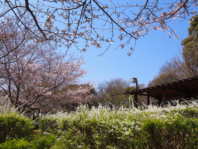 今年もお花見に♪♪_b0194267_20102385.jpg