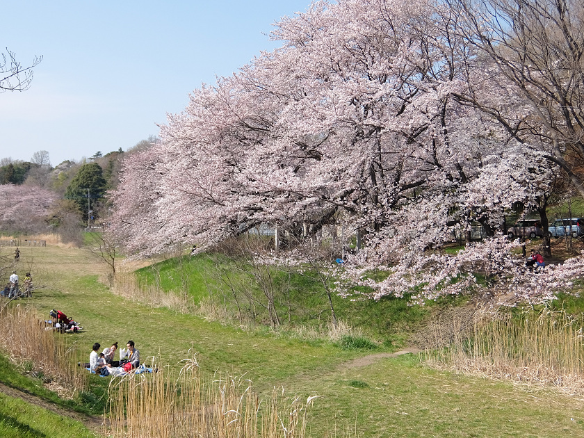 我が村も桜満開！！！_c0112667_21244058.jpg