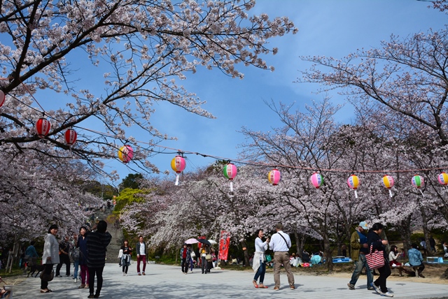 西公園のさくら満開！_f0189867_17212360.jpg