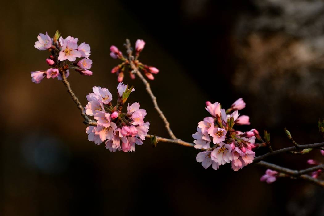 　　　　　　　桜が咲きました（今朝撮影）_b0223668_75294.jpg