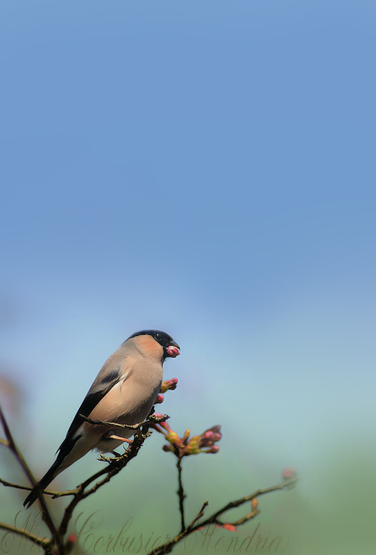 春の足音　・・・・・　鎮守の杜_c0135470_132851100.jpg