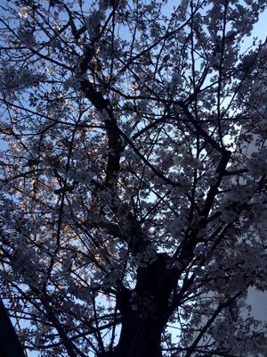 2015.03.30 桜の季節です。_a0145471_9283132.jpg