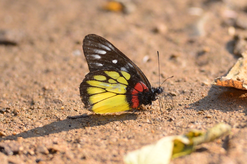 北タイの蝶　アカネシロチョウ　Byヒナ_c0343075_21114281.jpg