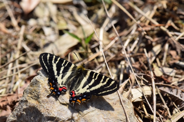 ギフチョウ　北山湿地　・今年の初出　　トラフシジミ_f0179175_1347529.jpg