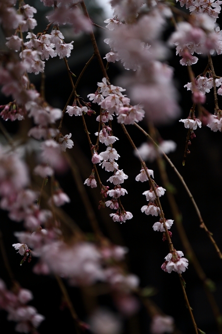 大和の桜2015　－本善寺・懐（おもい）の桜－_a0278377_1851270.jpg