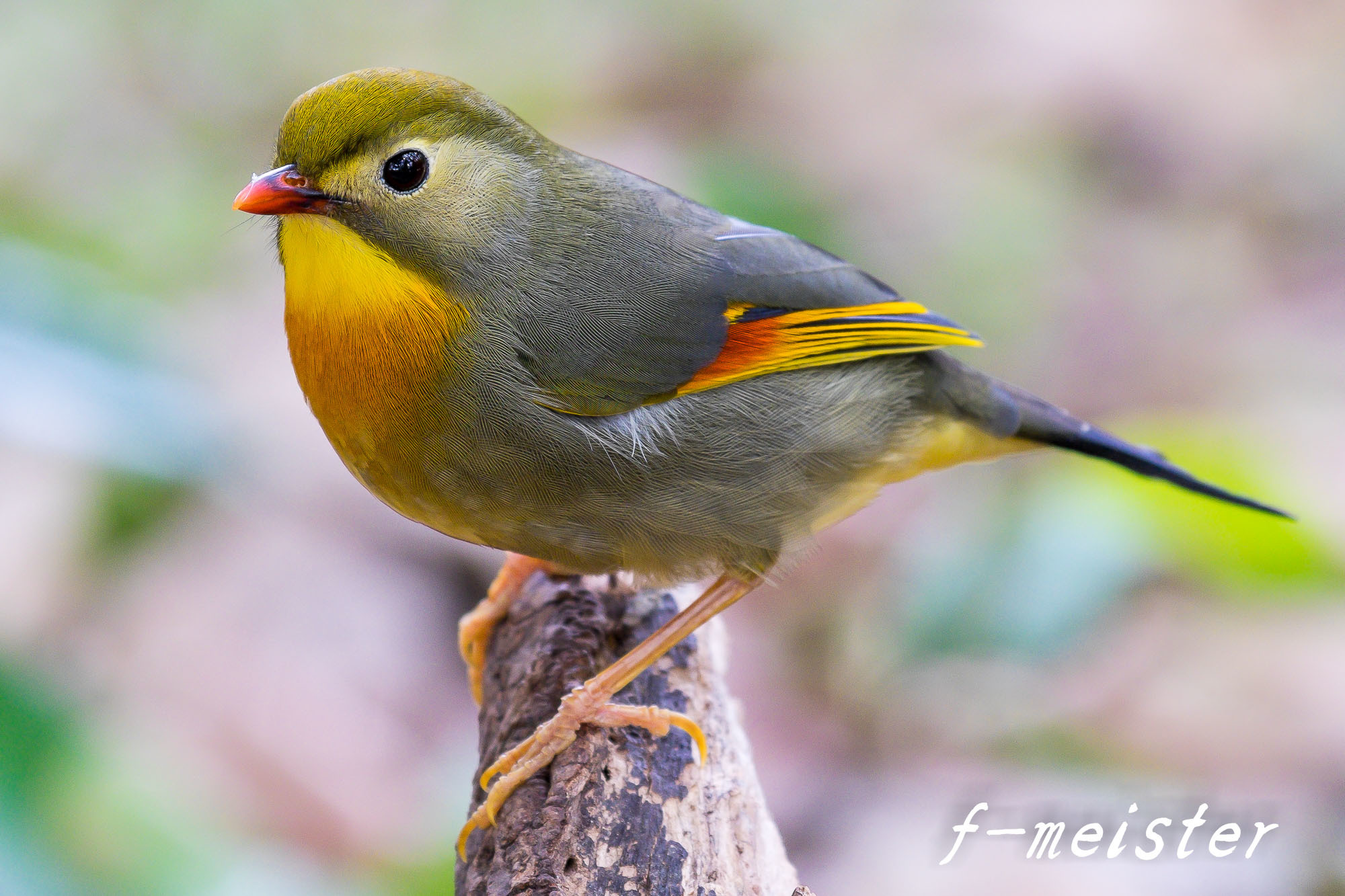 90flで撮るソウシチョウ Rev 2 15年3月18日 マクロチックフォト