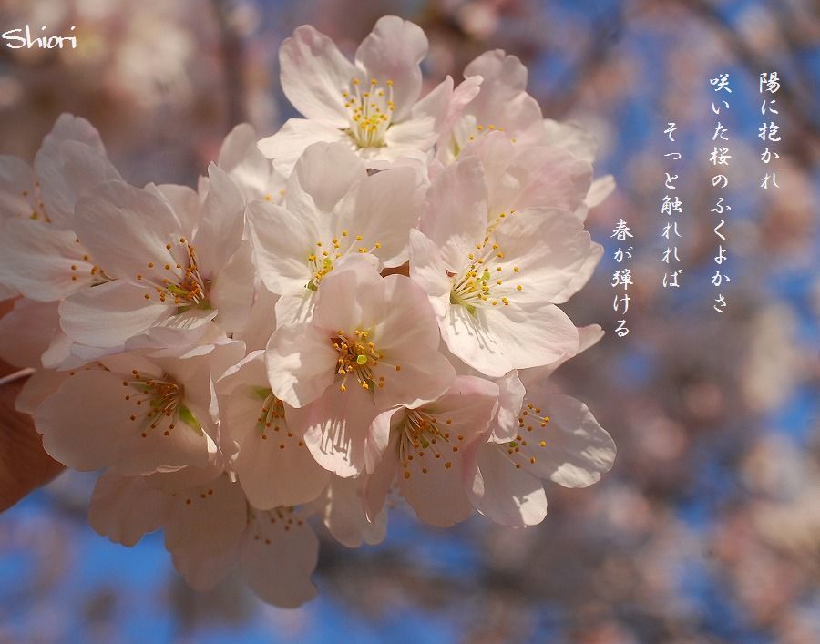 公園の桜 言の葉綴り 詩歌の世界