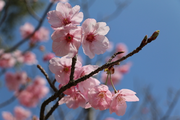 桜の季節_c0338583_20410763.jpg