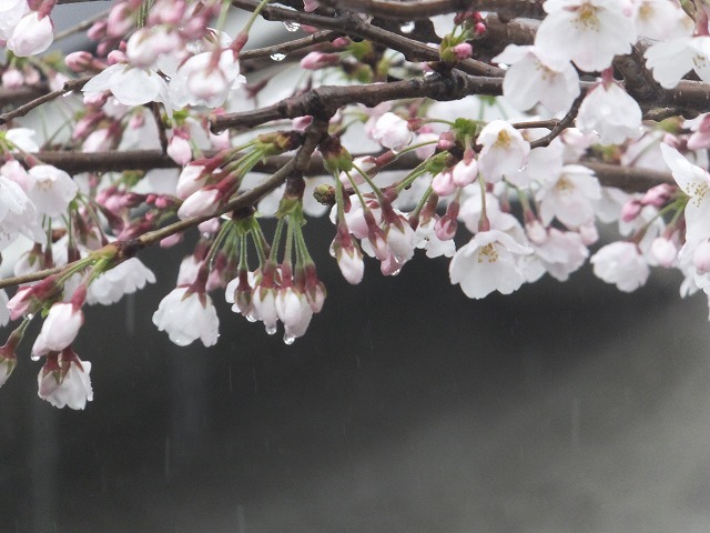 昨日の桜_b0317485_05102724.jpg