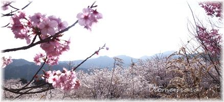 近場の桜見のはずが県外に…_a0287486_17564627.jpg