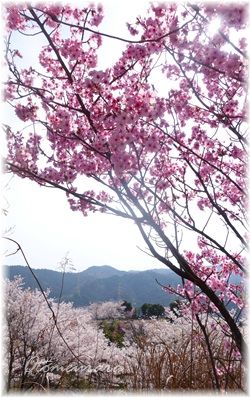 近場の桜見のはずが県外に…_a0287486_1757029.jpg