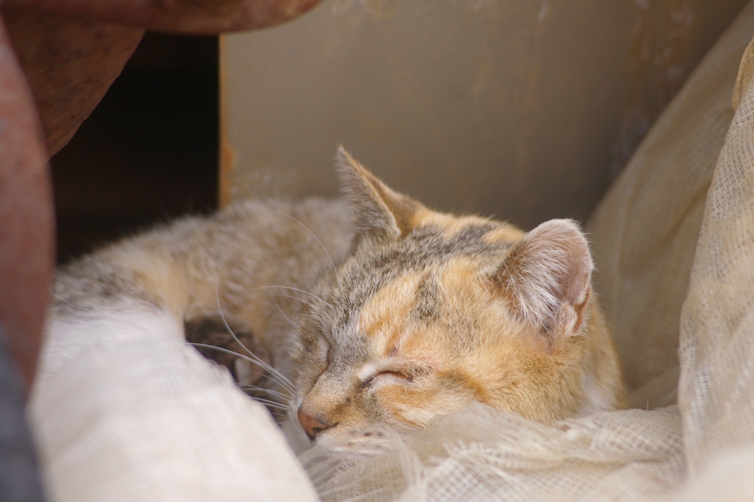 野良猫マミーさんの出産 Pistachio Green 野良猫マミーさんの出産 Pistachio Green