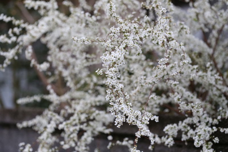 2015.03.30　満開になった”雪柳（ユキヤナギ）」_f0140087_17231854.jpg