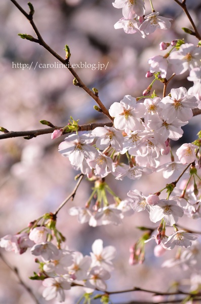 ご近所お花見　　Cherry Blossom Viewing_d0025294_2115468.jpg