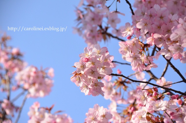 ご近所お花見　　Cherry Blossom Viewing_d0025294_21161657.jpg