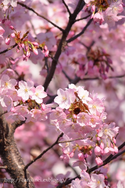 ご近所お花見　　Cherry Blossom Viewing_d0025294_21162524.jpg