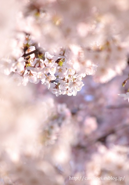 ご近所お花見　　Cherry Blossom Viewing_d0025294_21165363.jpg