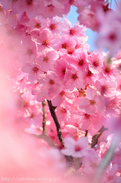 ご近所お花見　　Cherry Blossom Viewing_d0025294_2116572.jpg