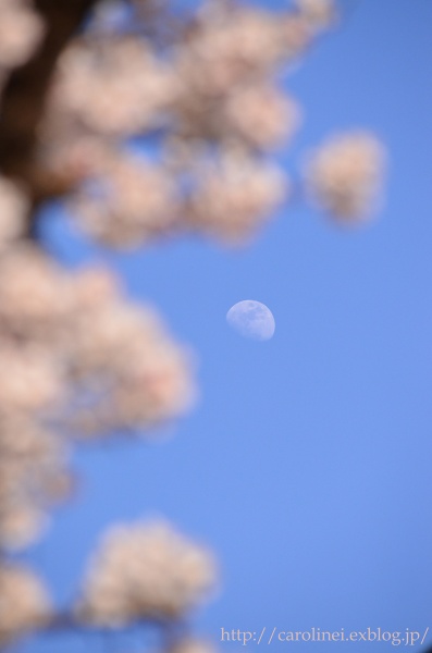 ご近所お花見　　Cherry Blossom Viewing_d0025294_21171043.jpg