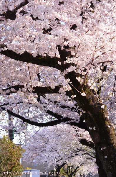 ご近所お花見　　Cherry Blossom Viewing_d0025294_22293659.jpg