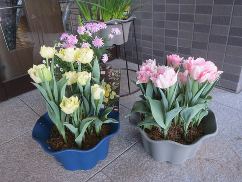 3月 園芸活動_a0158095_16292869.jpg