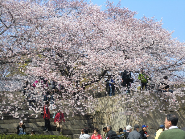 大阪城へ花見に行ってきました　①_b0044296_2336352.jpg