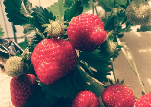 a0302398_12314290.jpg