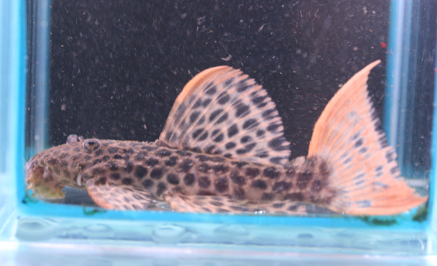 c0165800_8201014.jpg
