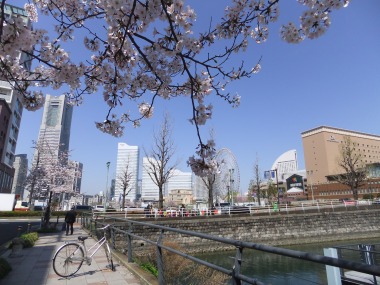 横浜のサクラ　2015_c0184800_12492645.jpg