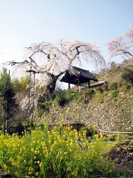 d0090001_17565950.jpg