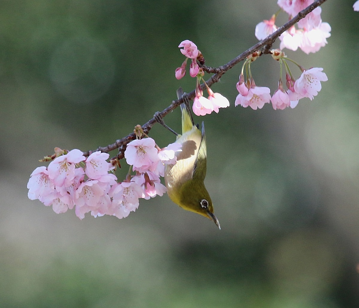 桜に、、2_f0305401_648222.jpg