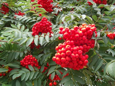 c0017802_1954599.jpg