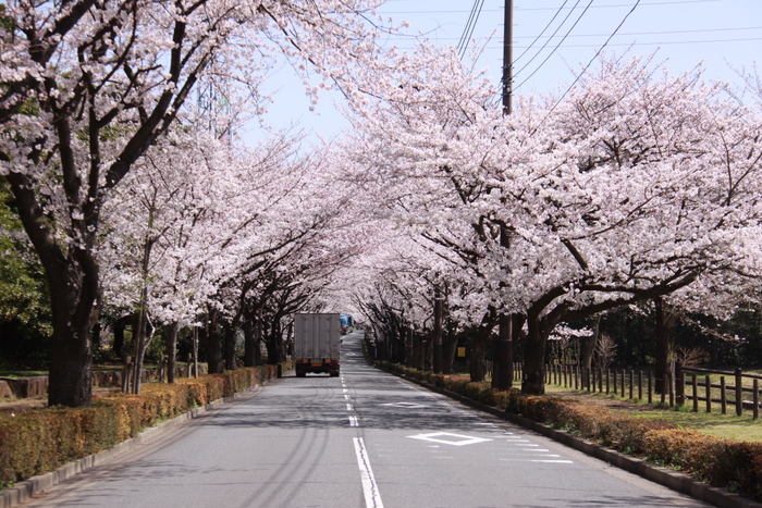 公園のモクレン_d0248502_22262980.jpg