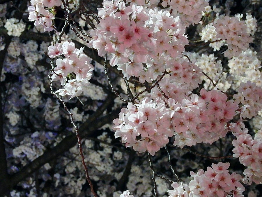 b0172203_17344887.jpg