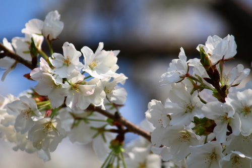 桜撮り　2_b0316503_23195372.jpg