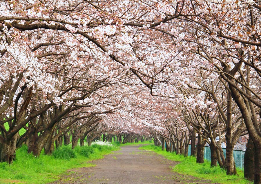 大分川河川敷桜の並木_e0093903_9162248.jpg