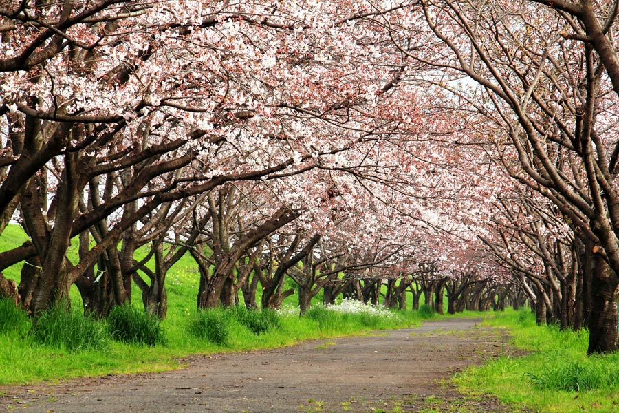 大分川河川敷桜の並木_e0093903_91623.jpg