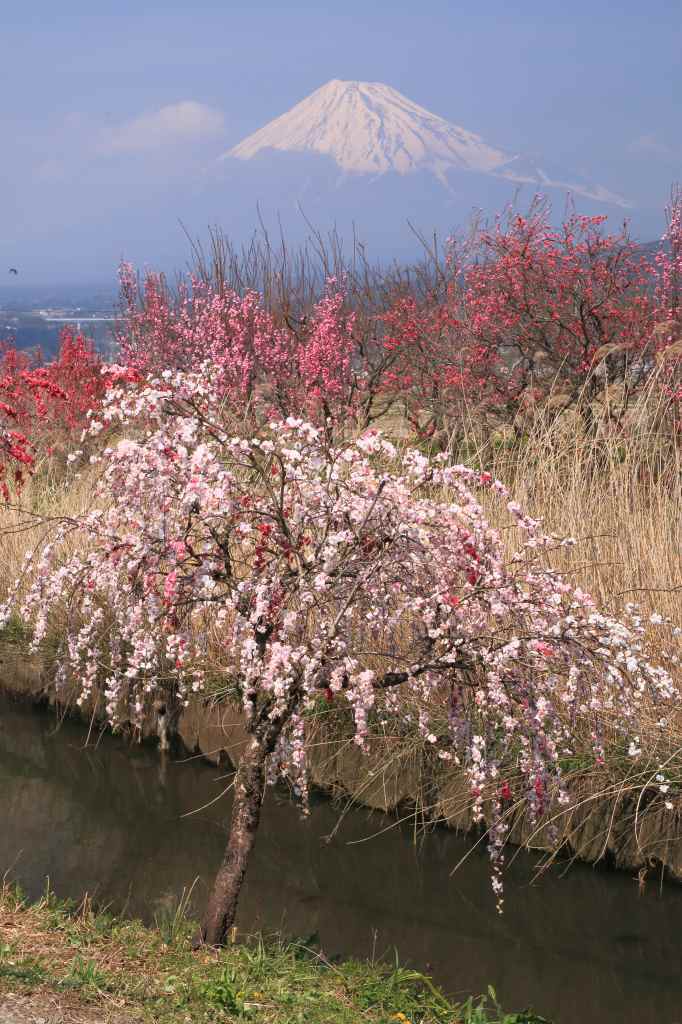 沼川の花桃_a0188405_22211568.jpg