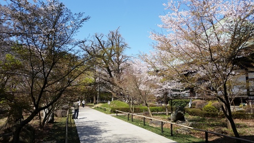 春満開_d0191211_12273.jpg