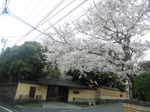 神楽坂の桜_e0116211_11303961.jpg