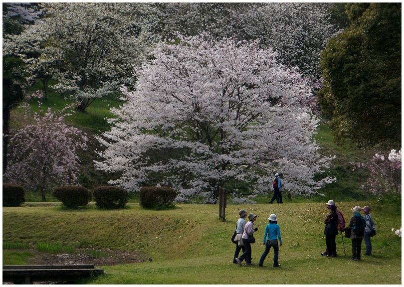 立田山の桜・・・さくら池_b0037717_12243739.jpg