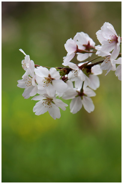 立田山の桜・・・さくら池_b0037717_1225492.jpg