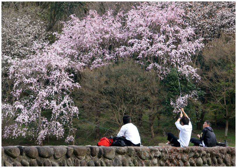 立田山の桜・・・さくら池_b0037717_1240230.jpg