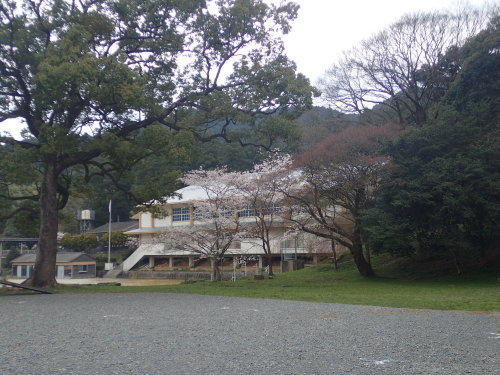 秋月 杉の馬場通り 桜散策~♪_a0315918_19355655.jpg