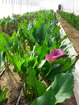 カラー開花しました。_a0256619_9102335.jpg