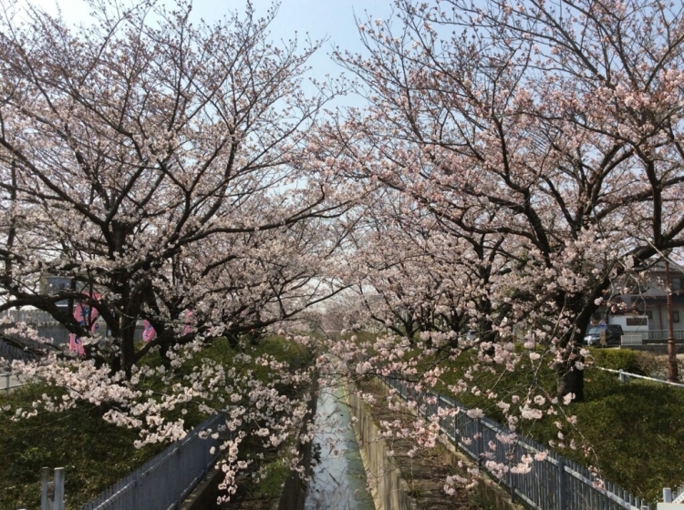 桜まつり_d0320223_12115893.jpg