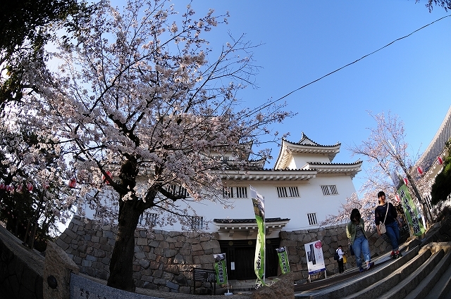 \" 桜  福山城 \"_f0350223_09382166.jpg